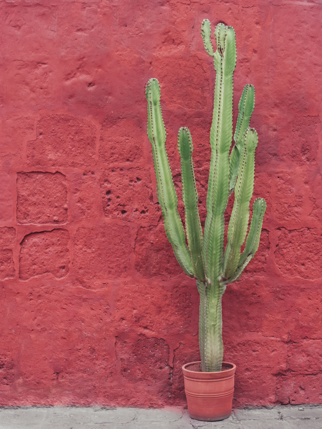 5 ideiais para usar cactos na decoração