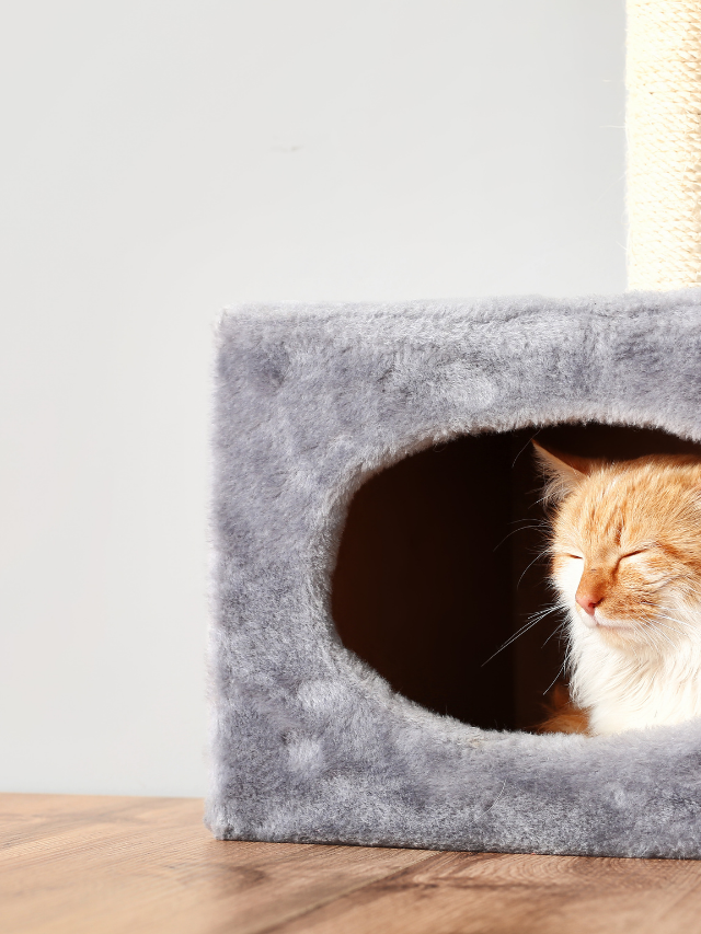 6 casas para gatos cheia de estilo