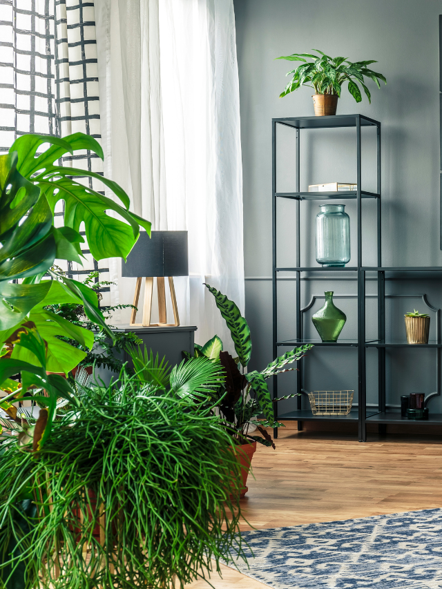 Como cuidar das plantas no inverno